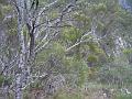 Lichen-bound tree, Dangar Falls IMGP0735